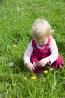 Toddler investigating a dandelion seed head in Spring