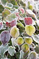 Frost on Epimedium leaves