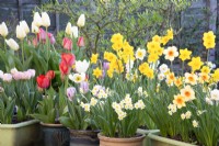 Display of pots in Spring with Tulips and Daffodils