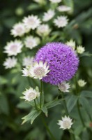 Astrantia Buckland and Allium 'Purple Sensation' - Masterwort and Ornamental onion