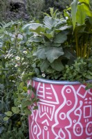 Erigeron karvinskianus, Origanum vulgare, Chard and sweet corn growing in a pink and white painted oil drum.  RHS and Eastern Eye Garden of Unity. Designer: Manoj Malde