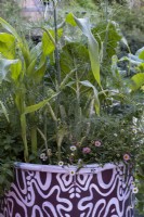 Erigeron karvinskianus, Foeniculum vulgare and sweet corn in a painted oil drum at the RHS and Eastern Eye Garden of Unity. Designer: Manoj Malde