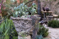 Cotyledon orbiculata  in a hand-made pot in 'The Nurture Landscapes Garden, Gold winner Chelsea 2023.  Designer: Sarah Price