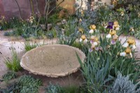 Iris 'Benton Olive' and 'Benton Susan' growing besides a hand made water bowl. The Nurture Landscapes Garden,Gold winner Chelsea 2023.  Designer: Sarah Price