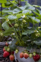 An enamel bowl of strawberry plants, Fragaria x ananassa,