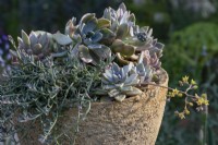 Rosettes of Echeveria glauca brimming over the edge of handmade planter. The Nurture Landscape Garden, Gold winner Chelsea 2023. Designer: Sarah Price