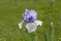 Iris 'Violet Icing' - Bearded iris