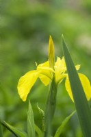 Iris pseudacorus - Gele Lis