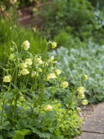 Geum rivale 'Tales of Hex' - Avens - May