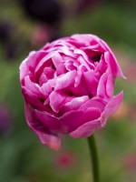 Tulipa 'Amazing Grace' - Tulip - May