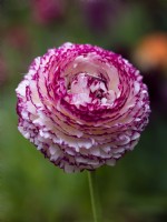 Ranunculus 'Elegance Striato Bianco' - May