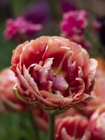 Tulipa 'Copper Image' - Tulip - May