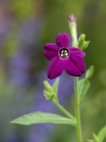 Nicotiana x sanderae 'Perfume Deep Purple' - Flowering Tobacco Plant - June