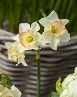 Narcissus 'Cosmopolitan' - April