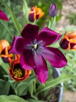 Tulipa 'Merlot' - Tulip - April