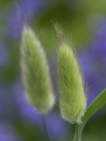 Lagurus ovatus - Hare's tail grass - June