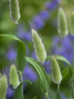 Lagurus ovatus - Hare's tail grass - June