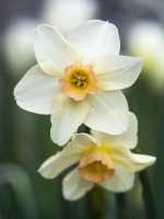 Narcissus 'Bell Song' - April