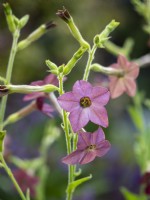 Nicotiana langsdorffii 'Bronze Queen' - Flowering Tobacco Plant - July