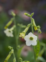 Nicotiana x hybrida 'Starlight Dancer' - Flowering Tobacco Plant - July
