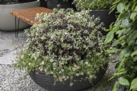 Handmade black clay container planted with native New Zealand plants.

Pittosporum tenuifolium 'Banoway Bay' - Breebay with Erigeron karvinskianus 'Profusion'

Feels Like Home
Design: Rosemary Coldstream

Balcony and Container Gardens: RHS Chelsea Flower Show 2023