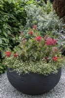 Handmade black clay container planted with New Zealand native plants.

Callistemon laevis - Bottlebrush with 
Muehlenbeckia complexa - maidenhair vine.

Feels Like Home
Design: Rosemary Coldstream

Balcony and Container Gardens: RHS Chelsea Flower Show 2023