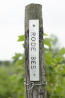 Graphic with name Ribes rubrum in dutch Rode Bes