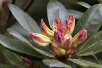 Rhododendron Odee Wright, flower buds and foliage. Spring. May. Close up. 
