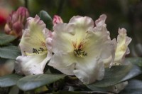 Rhododendron Odee Wright, flowers and foliage. Spring. May. Close up. 
