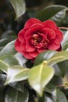 Camellia japonica Deep Secret flowers and foliage. Close up. Spring. May. 
