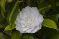 Camellia Grace Albritton flowers and foliage. Spring. May. Close up. 
