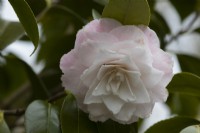 Camellia Grace Albritton flowers and foliage. Spring. May. Close up. 
