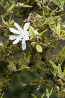 An old Magnolia Stellata is cocvered in moss and lichens. Flowers. Spring. May. Close up. 