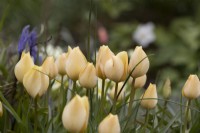 Tulipa batalinii Bright Gem flowers. Close up. Spring. May. 