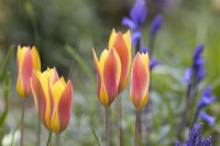 Tulipa clusiana var. chrysantha flowers. Close up. Spring. May. Selective focus. 