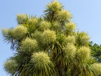 Cordyline australis cabbage palm spring in flower  June Summer