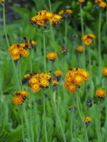 Hieracium brunneocroceum - Orange Hawkbit also known as Fox and Cubs