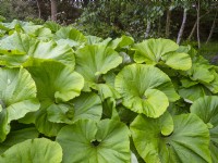 Petasites japonicus Gigantea leaves in may  Norfolk