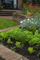 Salad bed of Lettuces and Carrots grown at end of raised bed containing perennial plants - Open Gardens Day, Waldringfield, Suffolk