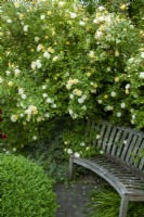 Rambling Rose 'Malvern Hills' cascading down on to old wooden seat - Open Gardens Day, Old Newton, Suffolk