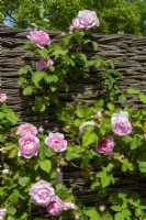 Climbing Rosa 'Constance Spry' growing against wicker panel fence - Open Gardens Day, Old Newton, Suffolk