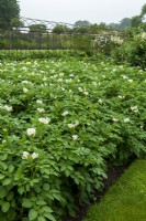 Large bed of Potatoes - Solanum tuberosum - in bloom - The Walled Garden, Helmingham Hall, Suffolk