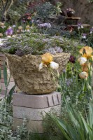 Sedum pulchellum and Echeveria colorata f. Tapalpa growing in a hand made planter, which is surrounded by bearded irises including: Iris 'Benton  Susan'.The Nurture Landscapes Garden - Gold winner, Chelsea 2023. Designer: Sarah Price