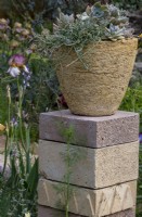 Echeveria glauca 'Silver Lining' growing in a hand-made planter.The Nurture Landscapes Garden, Gold winner Chelsea 2023 Designer: Sarah Price