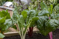 Chard plants growing in a raised bed on the London Square Community Garden,Gold winner. Designer: James Smith