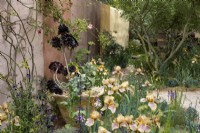 Aeonium schwarzkopf, growing in a planter surrounded by Iris 'Benton Olive', and Atriplex hortensis var. rubra. The Nurture Landscape Garden, - Gold winner, Chelsea 2023 Designer : Sarah Price