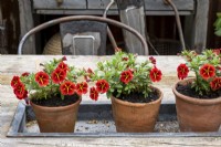 A row of Calibrachoa 'Red Kiss' in terra cotta pots sitting in tray embedded in the table top.