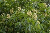 Aesculus flava f.vestita pale yellow flowers.  This tree is commonly known as Sweet Buckeye.