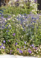 Perennial mix in blue and white color tones, summer July