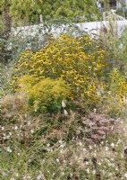 Perennial border with Rudbeckia triloba, summer August